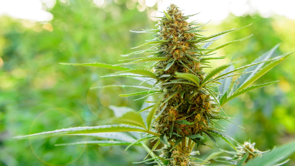 Growing-Marijuana-Outdoors