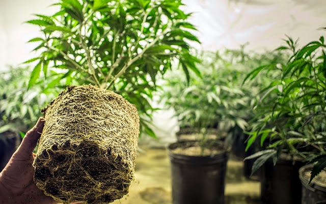 Why-Growing-Marijuana