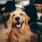 4 Ways Having a Dog Improves a Person's Health