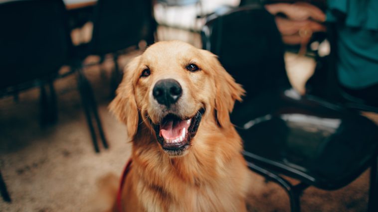 4 Ways Having a Dog Improves a Person's Health