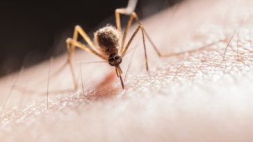 A Look at How Pest Control Problems Can Affect Your Health