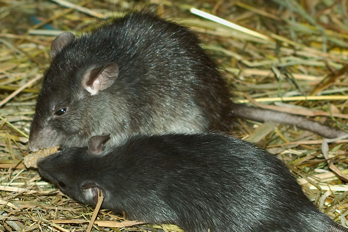 different types of rats