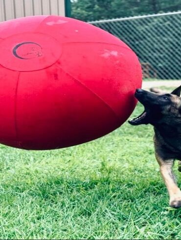 Ball for Dogs