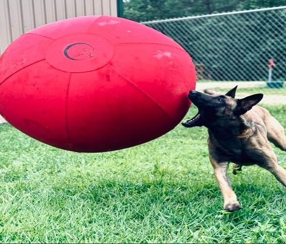 Ball for Dogs
