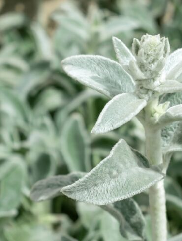 Lamb’s Ear vs. Mullein: How To Tell Them Apart and When To Use Each